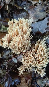 NEDEY LURE - Citroën