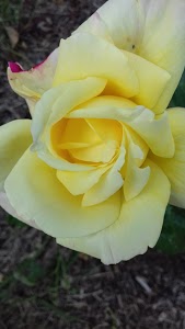 LETT - Garage P.L. - VOLVO