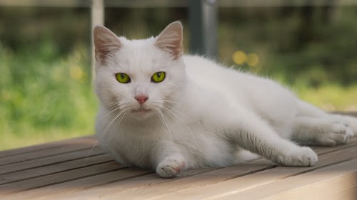 Centre Feu Vert PIERRY