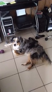 Synergie Automobiles Arras