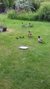 Garage YD Automobiles