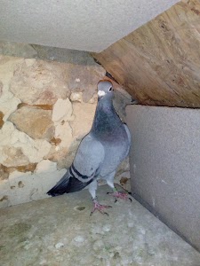 Sarl D. Pillot Auto Services