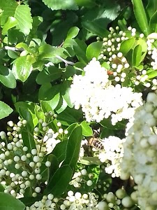 Garage des Chevrons - Citroën