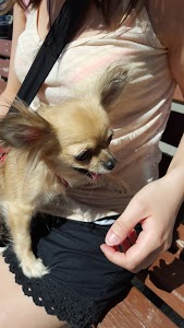 LE GRAU DU ROI DEPANNAGE - Citroën